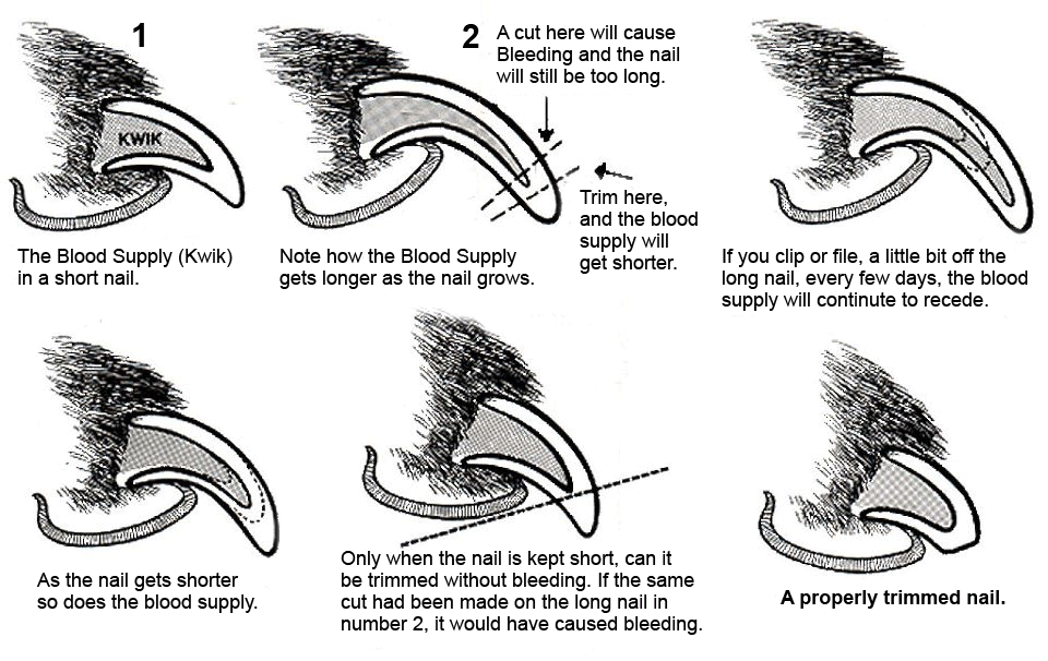 Nail-Trimming-Diagrambm